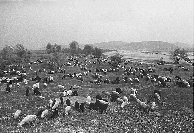 Orig.-Fotoprint „Donaulandschaft“ der Vorzugsausgabe